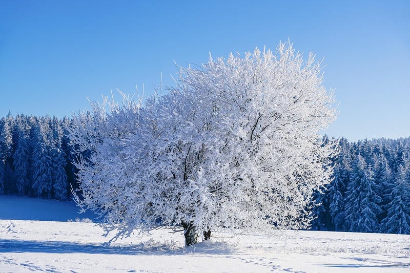 Winter Wonderland Decoration